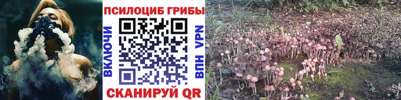 Псилоцибиновые грибы Cubensis  продажа наркотиков  Невель 